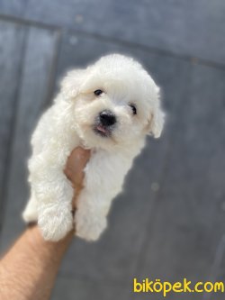 KAR BEYAZ MALTESE BEBEKLER 3
