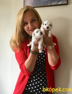 Kar Beyaz Maltese Terier Yavrularımız 3
