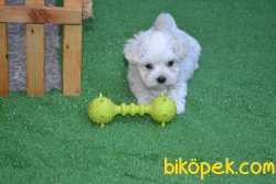 KAR BEYAZ MALTESE TERRİER 3