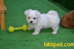 KAR BEYAZ MALTESE TERRİER 2