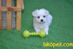KAR BEYAZ MALTESE TERRİER 1