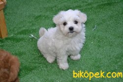 KAR BEYAZ MALTESE TERRİER 3