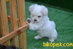 KAR BEYAZ MALTESE TERRİER 2