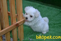 KAR BEYAZ MALTESE TERRİER 1