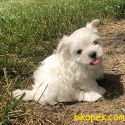 KAR BEYAZ MALTESE TERRİER BEBEKLER 1