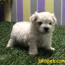 KAR BEYAZ MALTESE TERRİER BEBEKLER 3