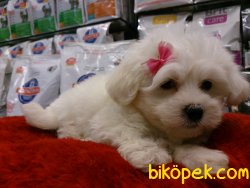 KAR BEYAZ MALTESE TERRIER YAVRULARI 5