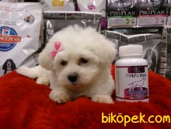KAR BEYAZ MALTESE TERRIER YAVRULARI 3