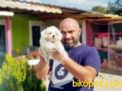 KAR BEYAZ MALTESE TERRİER YAVRULARI 5