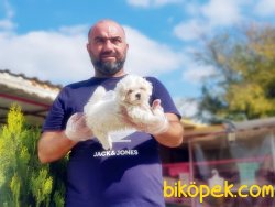 KAR BEYAZ MALTESE TERRİER YAVRULARI 2