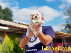 KAR BEYAZ MALTESE TERRİER YAVRULARI 3