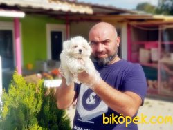 KAR BEYAZ MALTESE TERRİER YAVRULARI 1