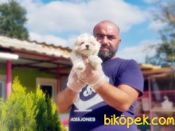KAR BEYAZ MALTESE TERRİER YAVRULARI 4