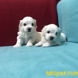 Kar Beyaz Maltese Terrier Yavrularımız 1