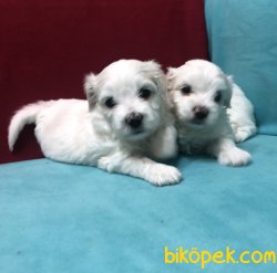 Kar Beyaz Maltese Terrier Yavrularımız 2