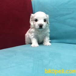 Kar Beyaz Maltese Terrier Yavrularımız 3