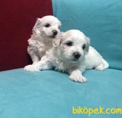 Kar Beyaz Maltese Terrier Yavrularımız 5