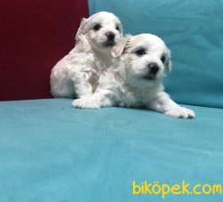 Kar Beyaz Maltese Terrier Yavrularımız 5