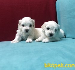 Kar Beyaz Maltese Terrier Yavrularımız 1