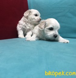 Kar Beyaz Maltese Terrier Yavrularımız 3