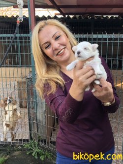 Kar Beyaz Maltese Terrier Yavrularımız 2