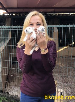 Kar Beyaz Maltese Terrier Yavrularımız 1