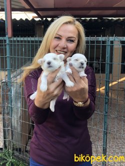 Kar Beyaz Maltese Terrier Yavrularımız 3