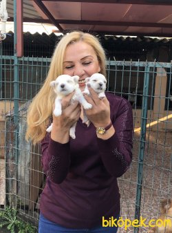Kar Beyaz Maltese Terrier Yavrularımız 4