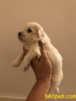 Kar Beyaz Maltese Terrier Yavrularımız 4