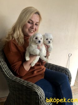 Kar Beyaz Maltese Terrier Yavrularımız 4