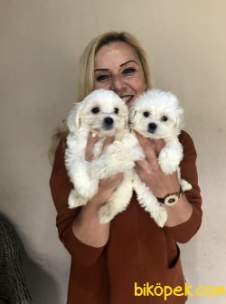 Kar Beyaz Maltese Terrier Yavrularımız 3
