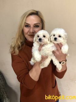 Kar Beyaz Maltese Terrier Yavrularımız