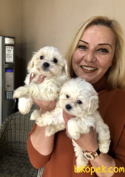 Kar Beyaz Maltese Terrier Yavrularımız 2