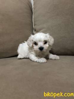 Kar Beyaz Maltese Terrier Yavrularımız 1