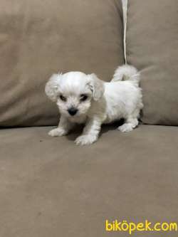 Kar Beyaz Maltese Terrier Yavrularımız 5