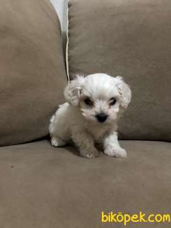 Kar Beyaz Maltese Terrier Yavrularımız 4