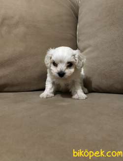 Kar Beyaz Maltese Terrier Yavrularımız 3