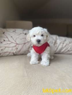 Kar Beyaz Maltese Terrier Yavrumuz 5