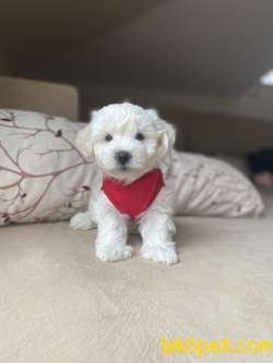 Kar Beyaz Maltese Terrier Yavrumuz 4