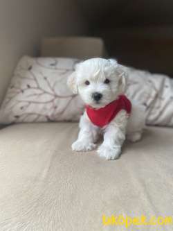 Kar Beyaz Maltese Terrier Yavrumuz 3
