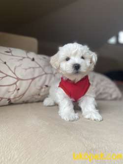 Kar Beyaz Maltese Terrier Yavrumuz 2