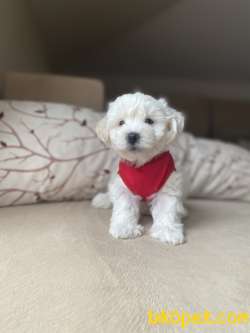 Kar Beyaz Maltese Terrier Yavrumuz 1