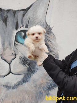 Kar Beyaz Maltese Yavrular 2