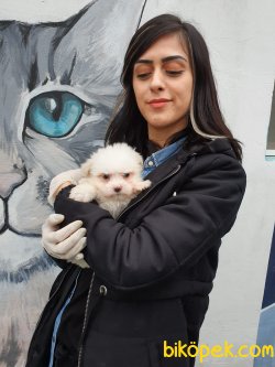 Kar Beyaz Maltese Yavrular 1