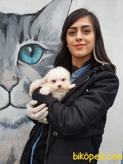 Kar Beyaz Maltese Yavrular 3