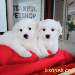 KAR BEYAZ MALTESELER 3