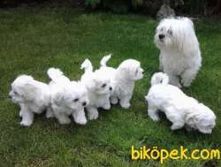 Kar Beyaz Malteselerimiz 3