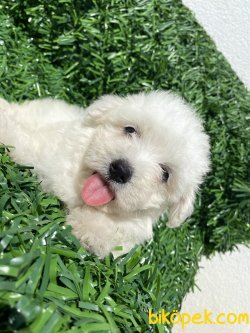 KAR BEYAZ MİNİ BOY MALTESE TERRİER 1
