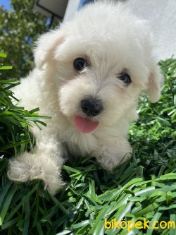KAR BEYAZ MİNİ BOY MALTESE TERRİER 3