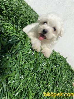 KAR BEYAZ MİNİ BOY MALTESE TERRİER 4
